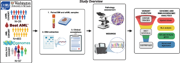Genomic and immunogenomic profiling of extramedullary acute myeloid leukemia reveals actionable clonal branching and frequent immune editing