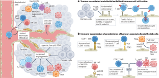 Linking tumour angiogenesis and tumour immunity