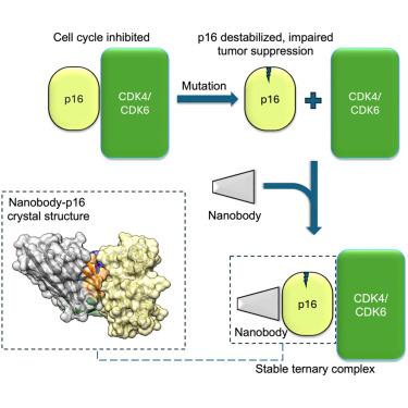 Nanobodies restore stability to cancer-associated mutants of tumor suppressor protein p16INK4a