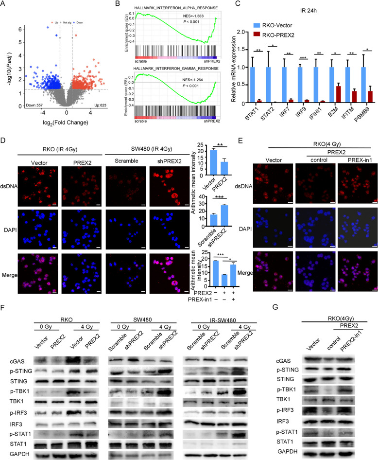 Correction: PREX2 contributes to radiation resistance by inhibiting radiotherapy-induced tumor immunogenicity via cGAS/STING/IFNs pathway in colorectal cancer.