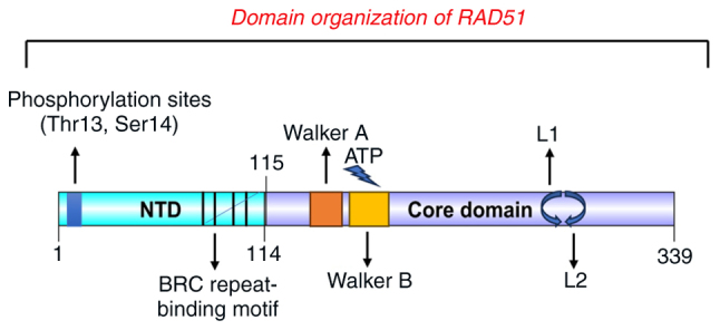 <i>RAD51</i> and <i>PALB2</i> in precision oncology: Clinical implications for HRD associated breast and ovarian cancers (Review).