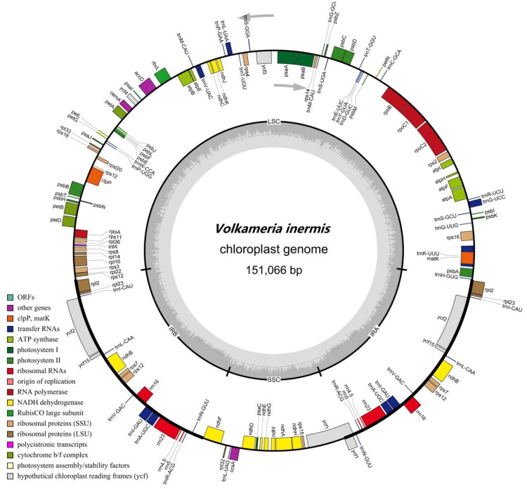 The complete chloroplast genome sequence and phylogenetic analysis of <i>Volkameria inermis</i> Linnaeus 1753 (Lamiaceae), a tropical and subtropical coastal shrub.