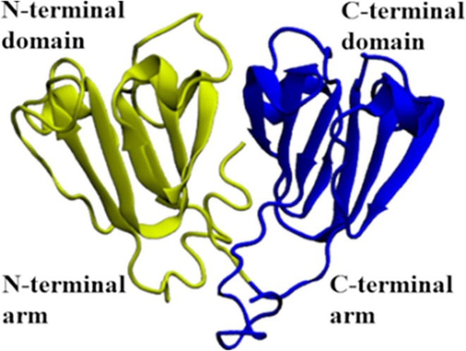 Protein-protein association properties of human βB2-crystallins.