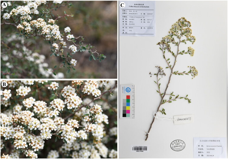 Characterization and phylogenetic consideration of the complete chloroplast genome of <i>spiraea uratensis</i> (rosaceae).