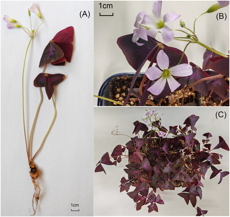The complete chloroplast genome and phylogenetic analysis of <i>Oxalis triangularis</i> A.St.Hil., 1825 (Oxalidales: Oxalidaceae) and phylogenetic analysis.