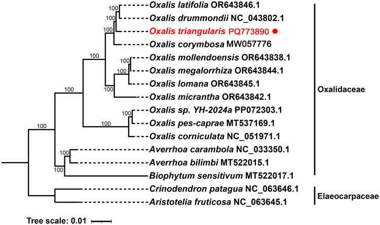 The complete chloroplast genome and phylogenetic analysis of <i>Oxalis triangularis</i> A.St.Hil., 1825 (Oxalidales: Oxalidaceae) and phylogenetic analysis.