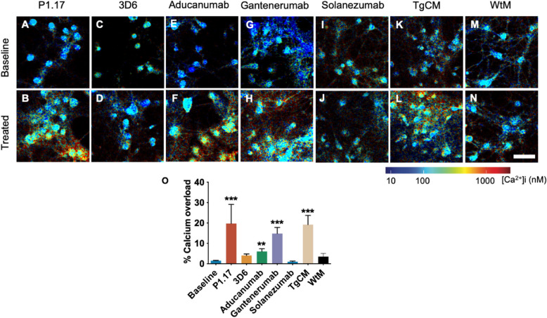 Aducanumab binds high molecular weight soluble Aβ oligomers and restores intracellular calcium levels.