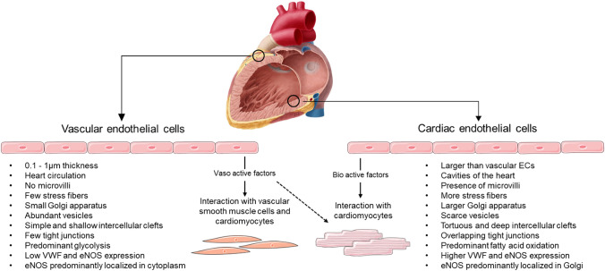 Endothelial dysfunction in cardiovascular diseases: mechanisms and in vitro models.