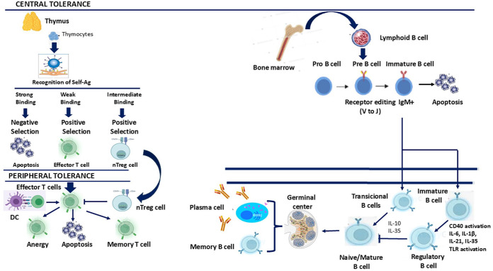 Induction of immune tolerance in NMOSD and MOGAD.