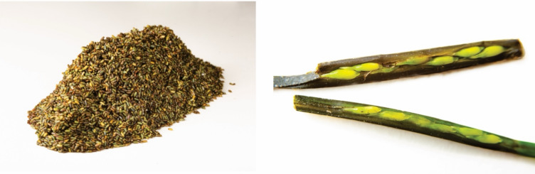 Societal value of seagrass from historical to contemporary perspectives.