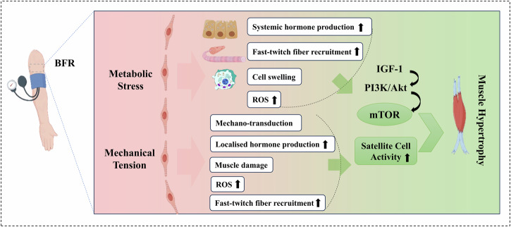 Blood flow restriction training in microgravity: a review of multisystem physiological benefits and implementation challenges for long-duration space missions.