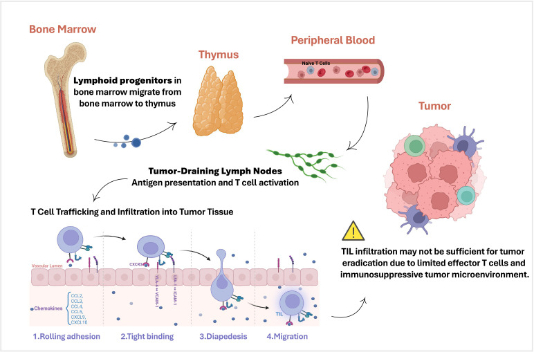 Tumour-infiltrating lymphocyte therapy landscape: prospects and challenges.