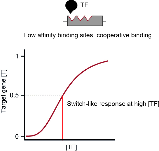 Transcriptional regulation as a dose-dependent process: insights from transcription factor tuning.