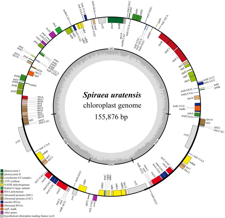 Characterization and phylogenetic consideration of the complete chloroplast genome of <i>spiraea uratensis</i> (rosaceae).
