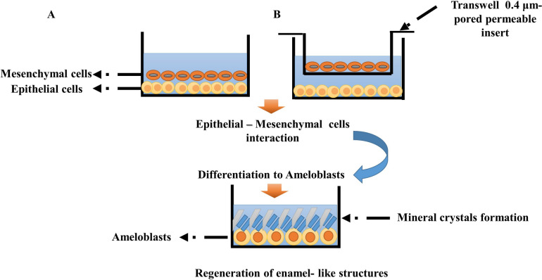 Next-Generation Strategies for Enamel Repair and Regeneration: Advances in Biomaterials and Translational Challenges.