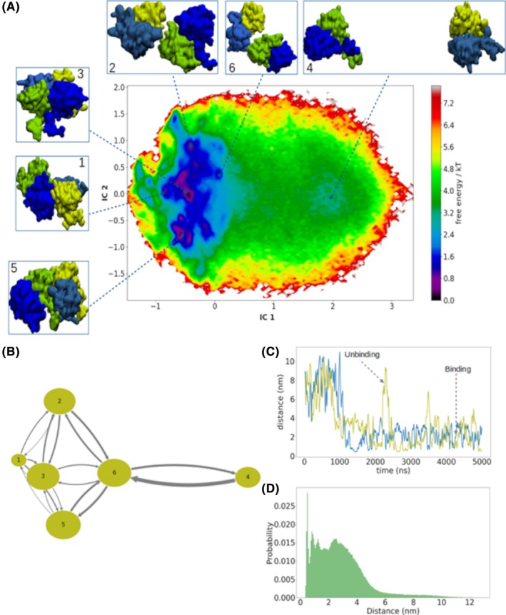 Protein-protein association properties of human βB2-crystallins.