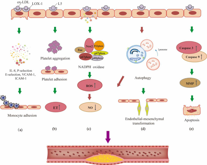 Lectin-Like Oxidized Low-Density Lipoprotein Receptor-1 (LOX-1): A Potential Therapeutic Target in Ischemic Stroke.
