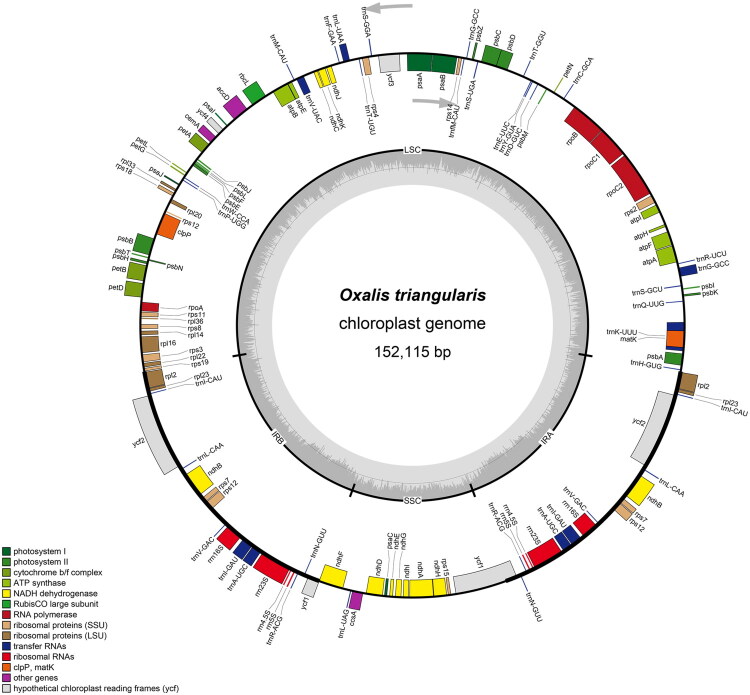 The complete chloroplast genome and phylogenetic analysis of <i>Oxalis triangularis</i> A.St.Hil., 1825 (Oxalidales: Oxalidaceae) and phylogenetic analysis.