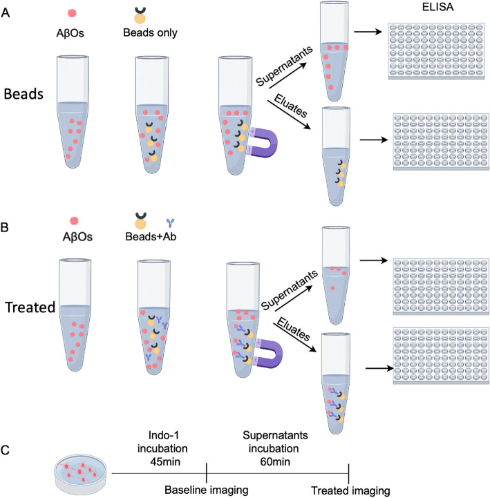 Aducanumab binds high molecular weight soluble Aβ oligomers and restores intracellular calcium levels.