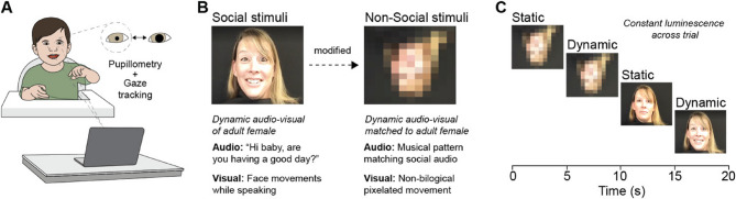 Pupil responses to social stimuli are associated with adaptive behaviors across the first 24 months of life.