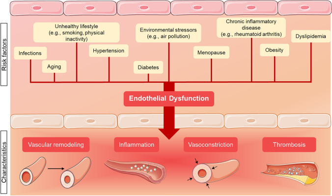Endothelial dysfunction in cardiovascular diseases: mechanisms and in vitro models.
