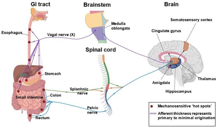 Use of Human In Vitro Gut Specimens for Translational Neurogastroenterology and Motility in the 21st Century.