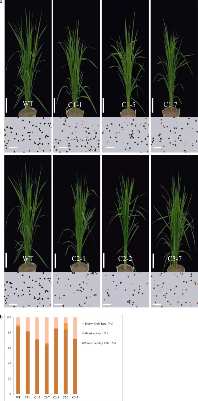Generation and characterization of rice OsCENH3 mutants for haploid induction.