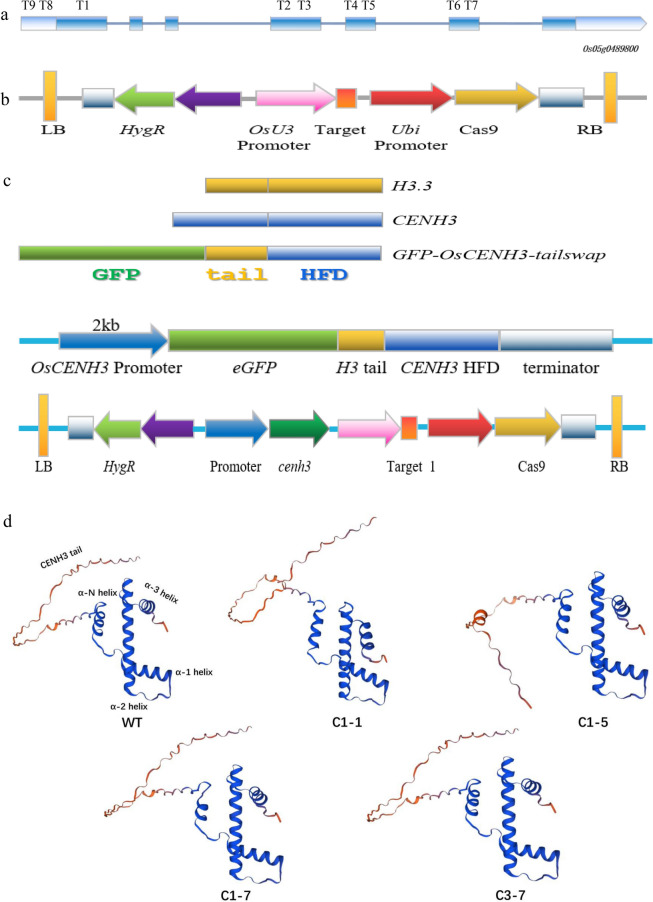 Generation and characterization of rice OsCENH3 mutants for haploid induction.