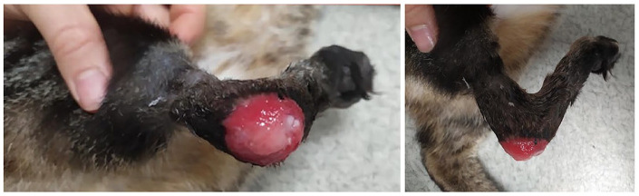 Use of a single pedicle advancement flap with a transarticular external skeletal fixation for chronic calcaneal wound management in two cats.