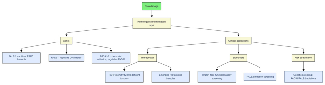 <i>RAD51</i> and <i>PALB2</i> in precision oncology: Clinical implications for HRD associated breast and ovarian cancers (Review).