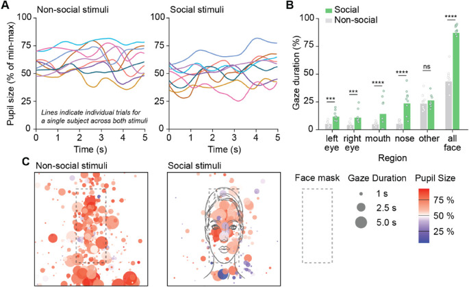 Pupil responses to social stimuli are associated with adaptive behaviors across the first 24 months of life.