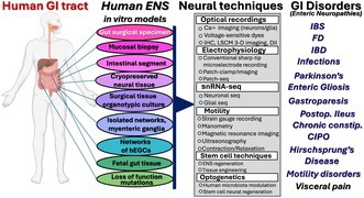 Use of Human In Vitro Gut Specimens for Translational Neurogastroenterology and Motility in the 21st Century.