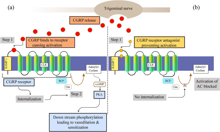 Gepants in Primary Care: A Targeted Approach to Acute and Preventive Treatment of Migraine.