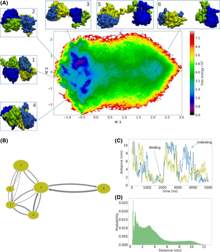 Protein-protein association properties of human βB2-crystallins.