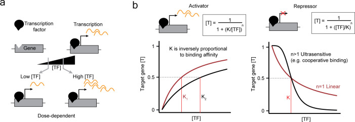Transcriptional regulation as a dose-dependent process: insights from transcription factor tuning.