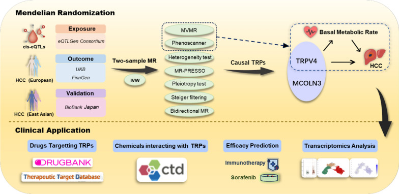 TRP channels in hepatocellular carcinoma: integrative Mendelian randomization and multi-omics analyses highlight MCOLN3/TRPV4 as candidate dual-effect biomarkers.