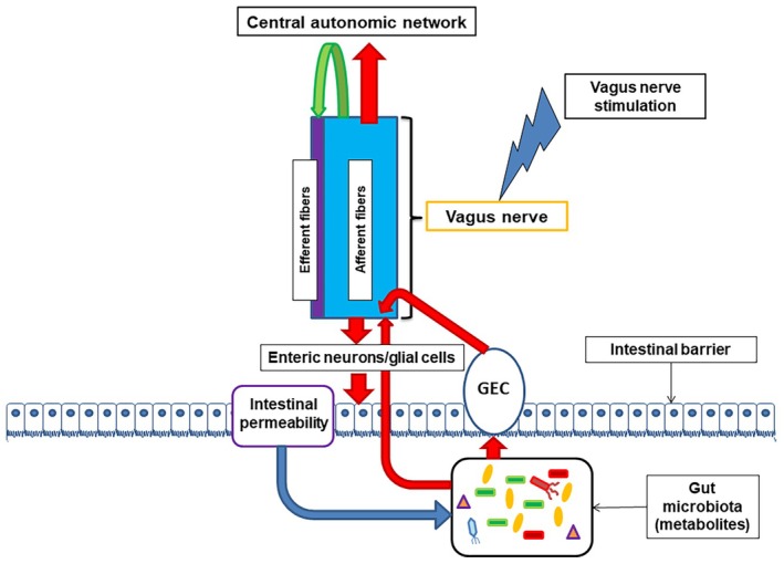 Enteric neuropathy and the vagus nerve: Therapeutic implications.