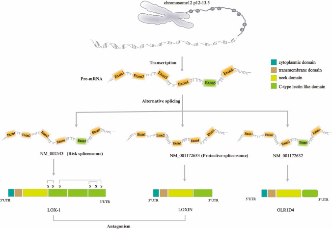 Lectin-Like Oxidized Low-Density Lipoprotein Receptor-1 (LOX-1): A Potential Therapeutic Target in Ischemic Stroke.