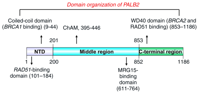 <i>RAD51</i> and <i>PALB2</i> in precision oncology: Clinical implications for HRD associated breast and ovarian cancers (Review).