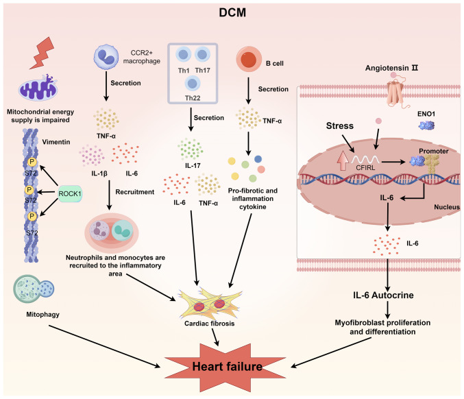 Molecular mechanisms and intervention approaches of heart failure (Review).