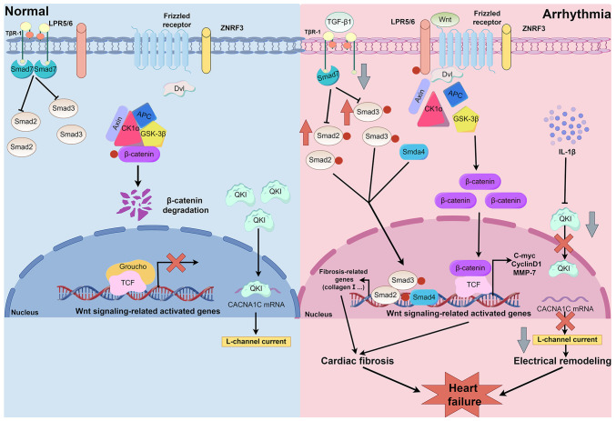 Molecular mechanisms and intervention approaches of heart failure (Review).