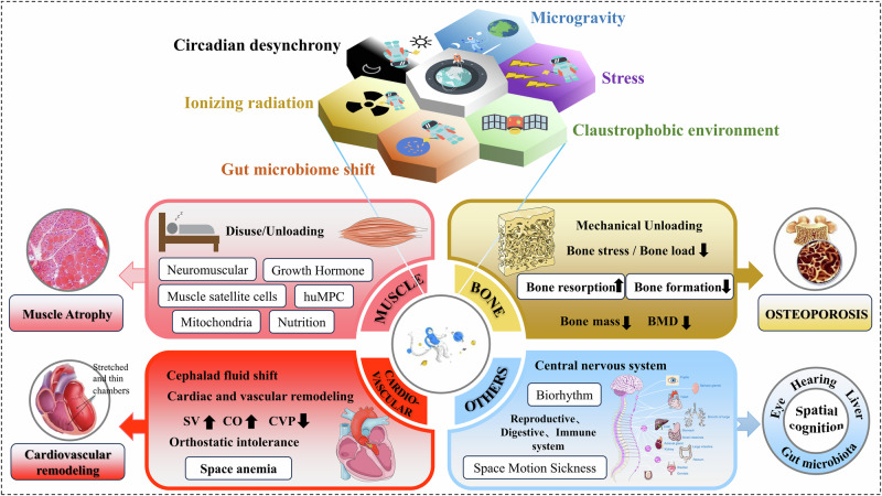 Blood flow restriction training in microgravity: a review of multisystem physiological benefits and implementation challenges for long-duration space missions.