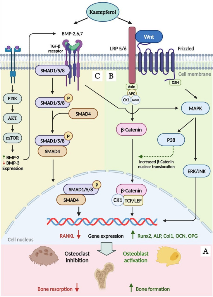 Enhancing bone regeneration using kaempferol as an osteoprotective compound: signaling mechanisms, delivery strategies, and potential applications.