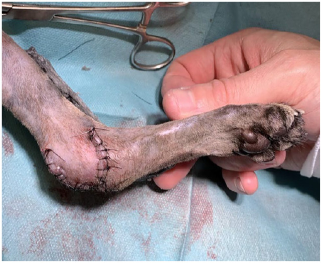 Use of a single pedicle advancement flap with a transarticular external skeletal fixation for chronic calcaneal wound management in two cats.