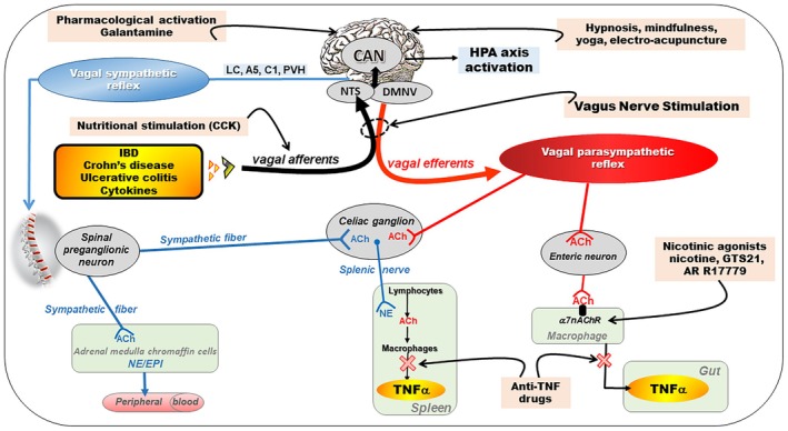 Enteric neuropathy and the vagus nerve: Therapeutic implications.