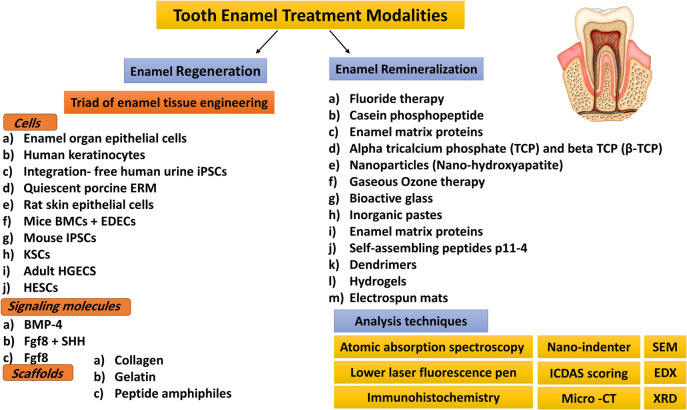 Next-Generation Strategies for Enamel Repair and Regeneration: Advances in Biomaterials and Translational Challenges.