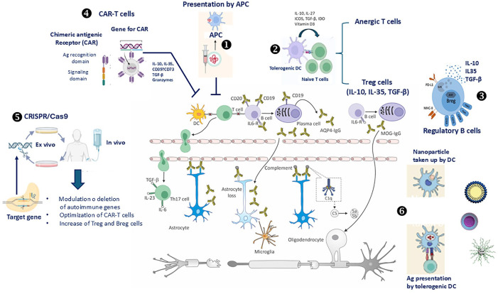 Induction of immune tolerance in NMOSD and MOGAD.