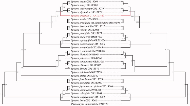 Characterization and phylogenetic consideration of the complete chloroplast genome of <i>spiraea uratensis</i> (rosaceae).