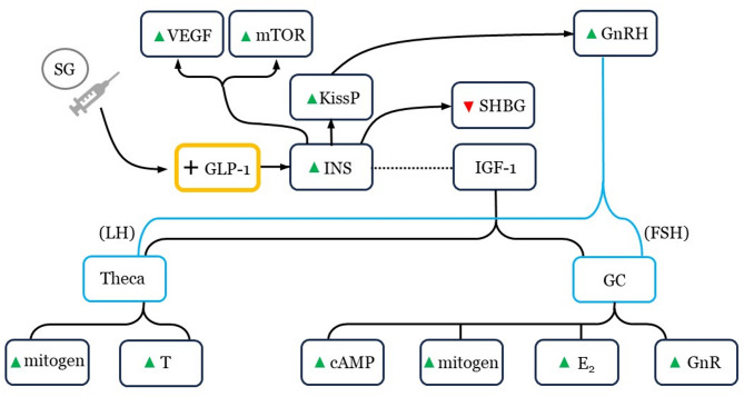 Semaglutide and human reproduction: caution at the intersection of energy balance, ovarian function, and follicular development.