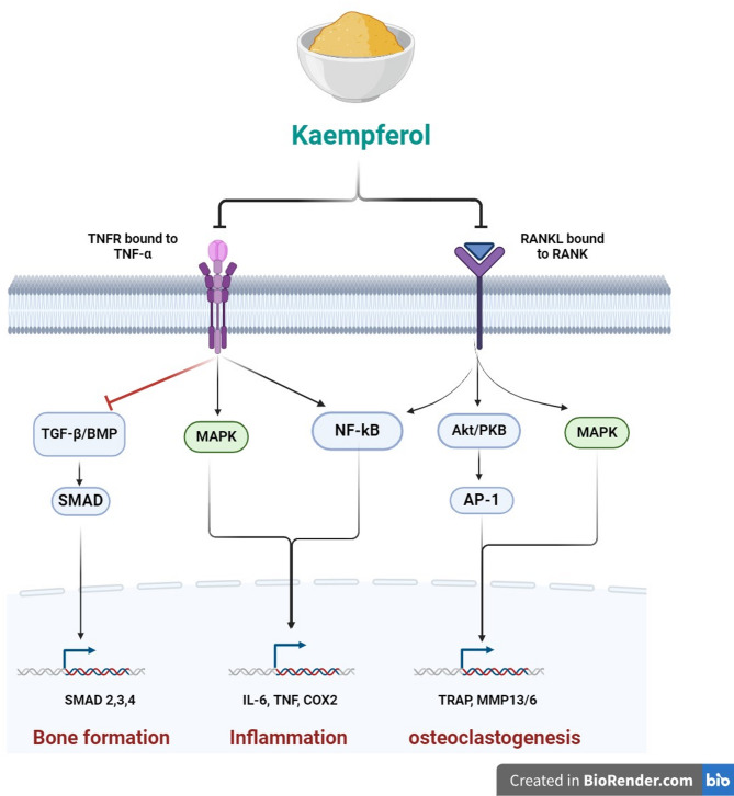 Enhancing bone regeneration using kaempferol as an osteoprotective compound: signaling mechanisms, delivery strategies, and potential applications.